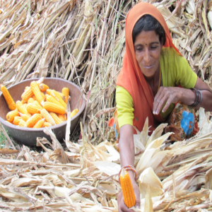 Livelihood